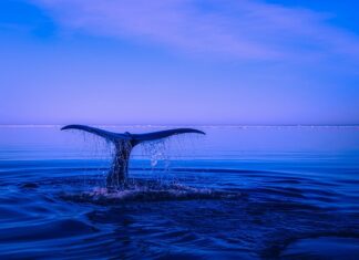 Jak zgłosić naruszenie RODO?